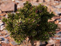 Pinus mugo Ferazi IMG_5070 (VALENTA) Sosna kosodrzewina